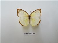 藏品(遷粉蝶)的圖片